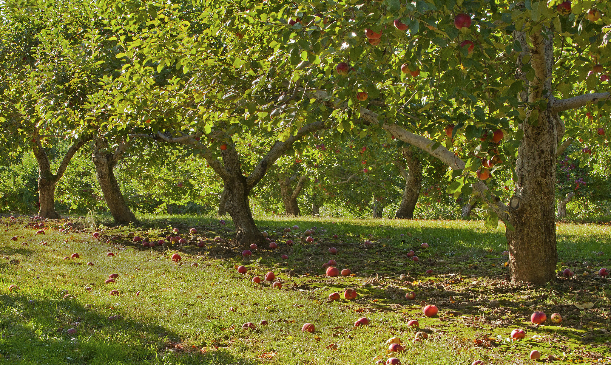 Осенью с яблони собрали яблоки желтые зеленые. Яблочные плантации Нормандии. Яблоневый сад. Ясная Поляна плодовые сады. Парк Коломенское Яблоневый сад.